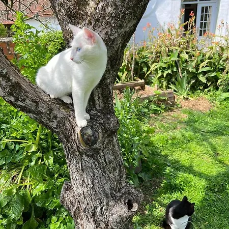Lantgård Monte Frio Alpacas *