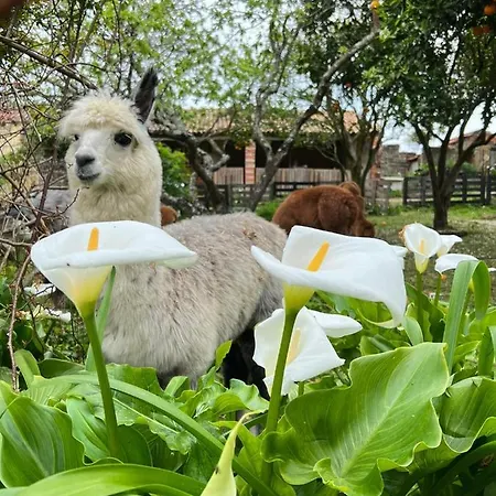 Monte Frio Alpacas Nariz
