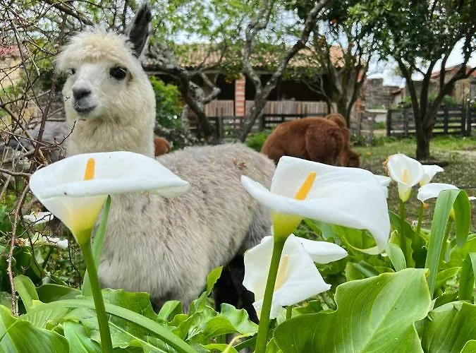 Monte Frio Alpacas Nariz